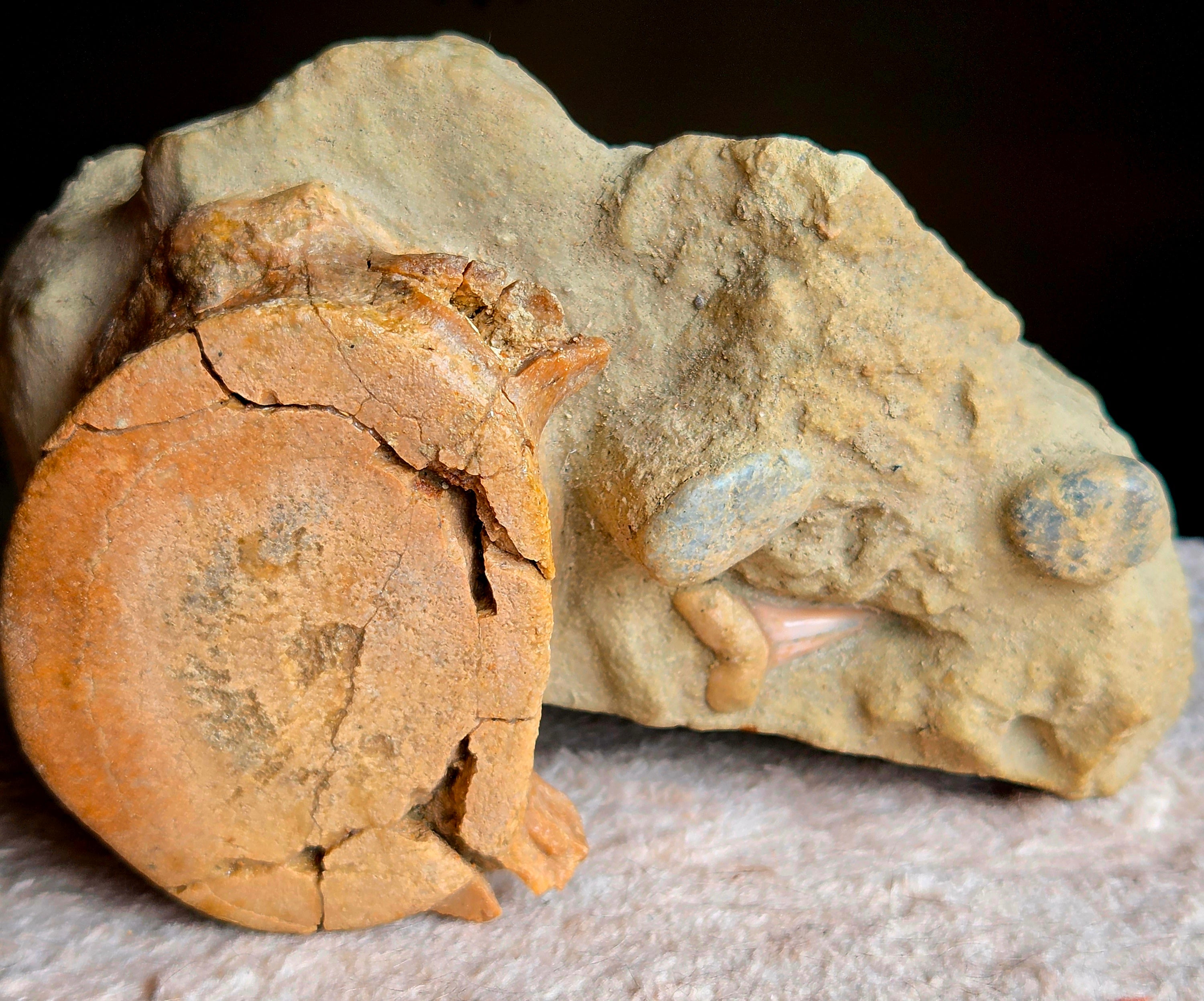 *Fossile de requin* – Vertèbre & dent