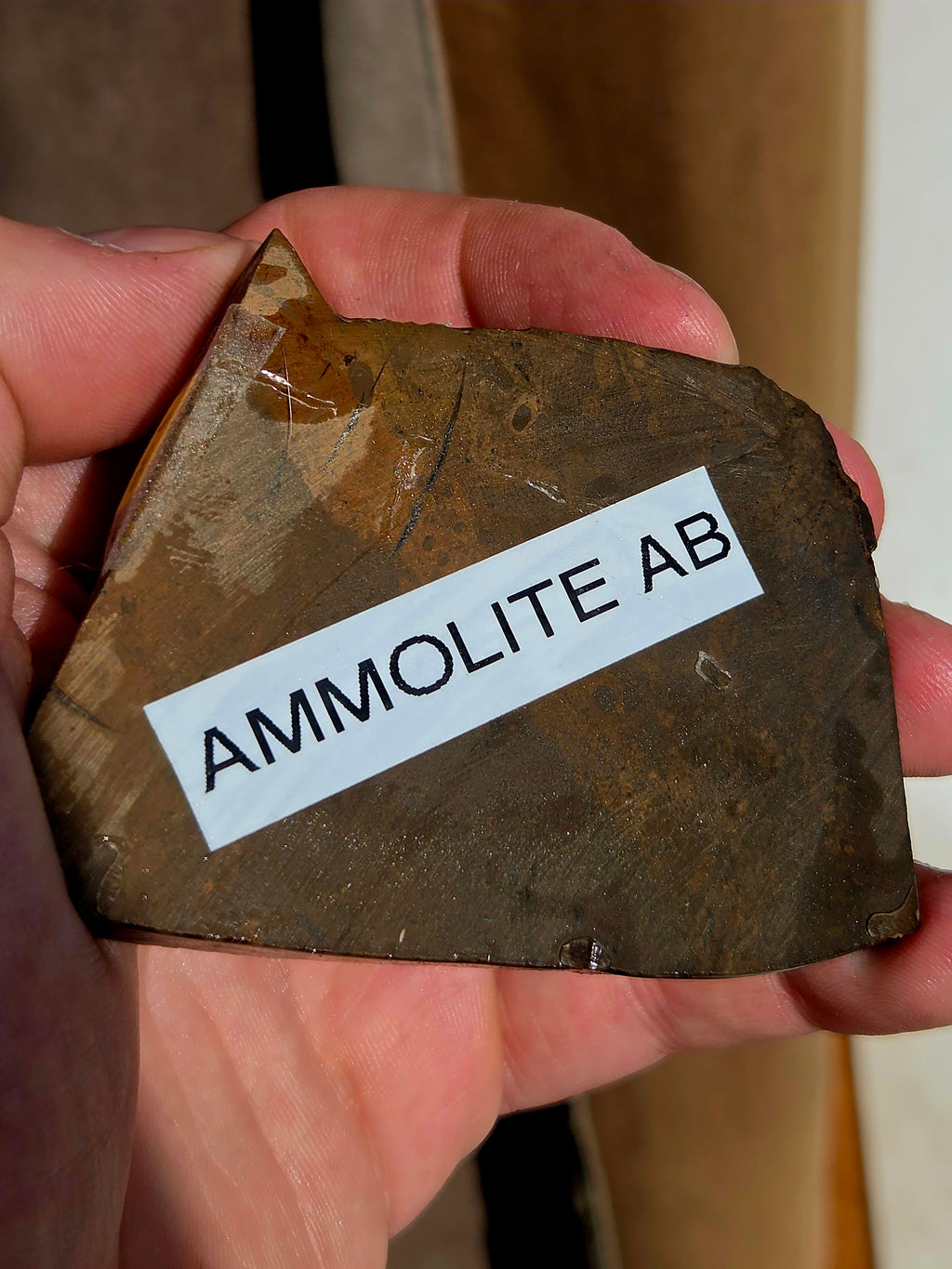 Fossile d'Ammolite de l'Alberta