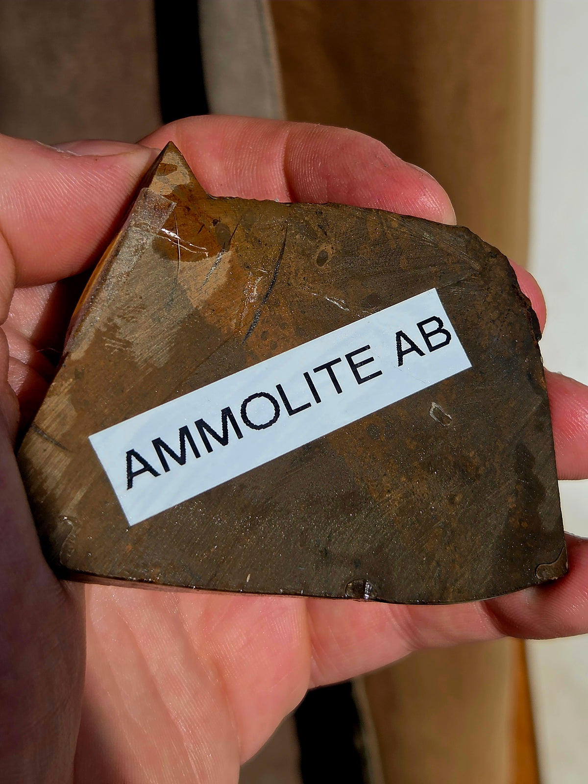 Fossile d'Ammolite de l'Alberta