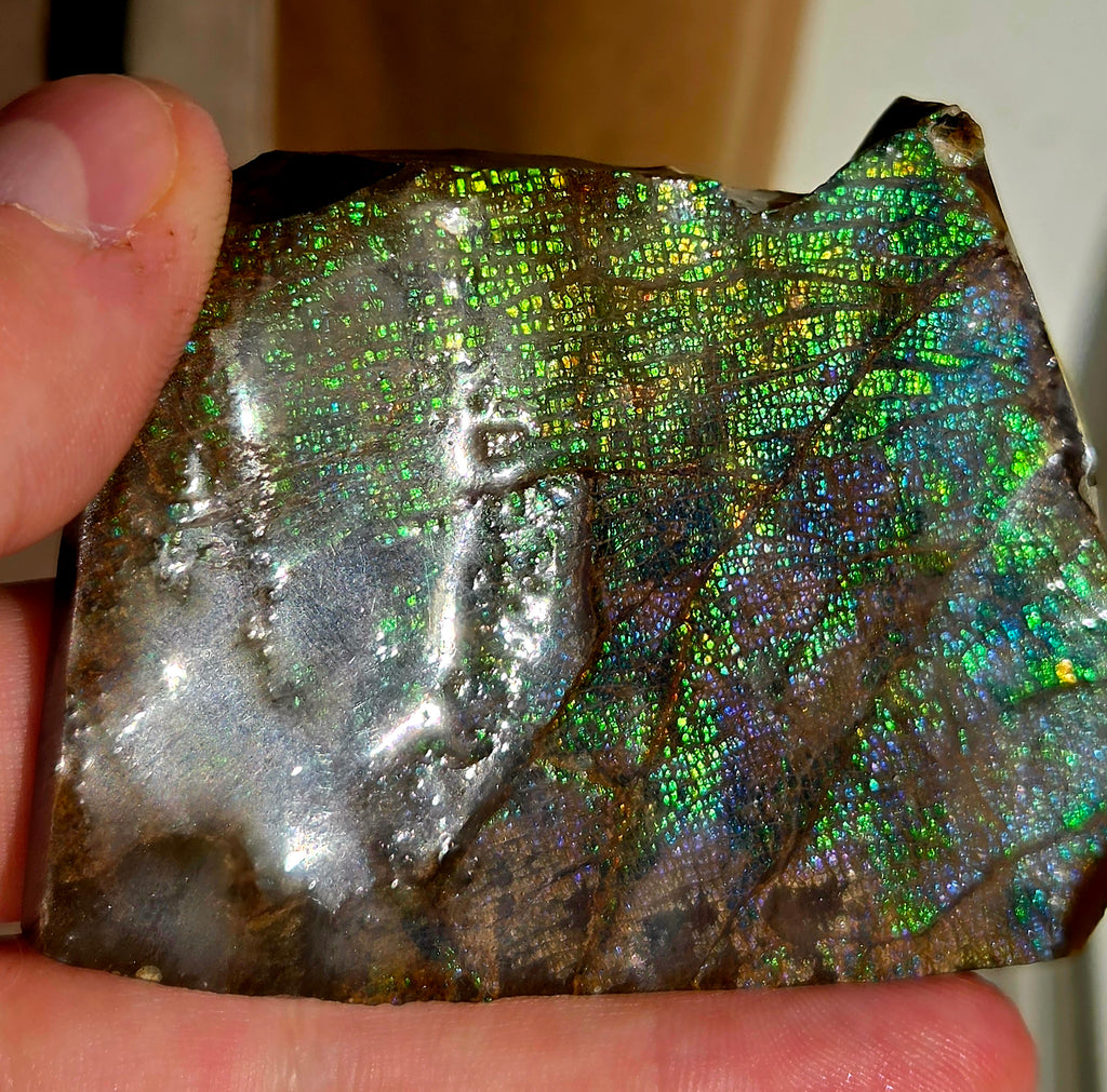 Fossile d'Ammolite de l'Alberta
