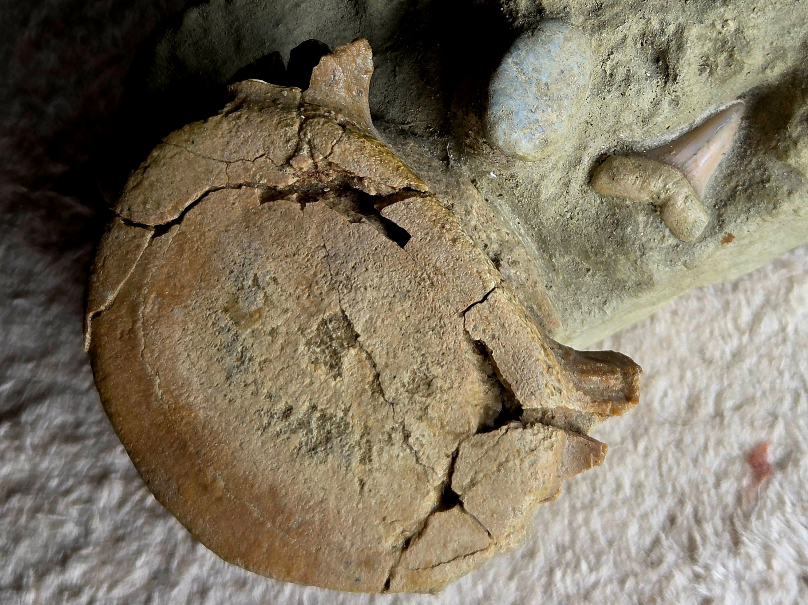 *Fossile de requin* – Vertèbre & dent