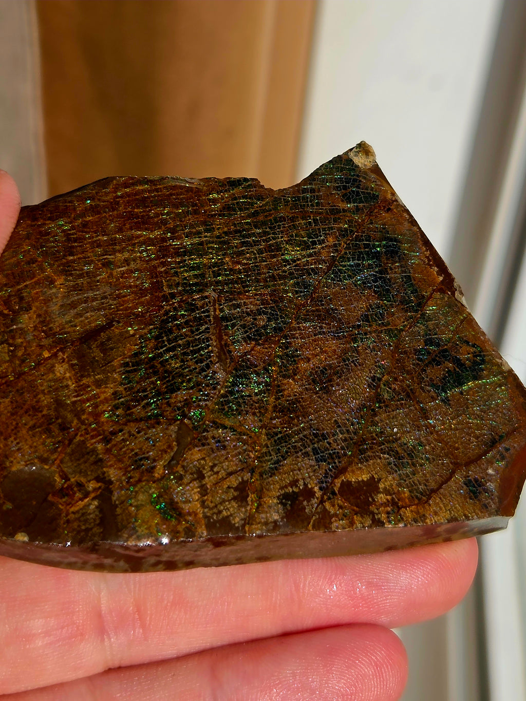 Fossile d'Ammolite de l'Alberta