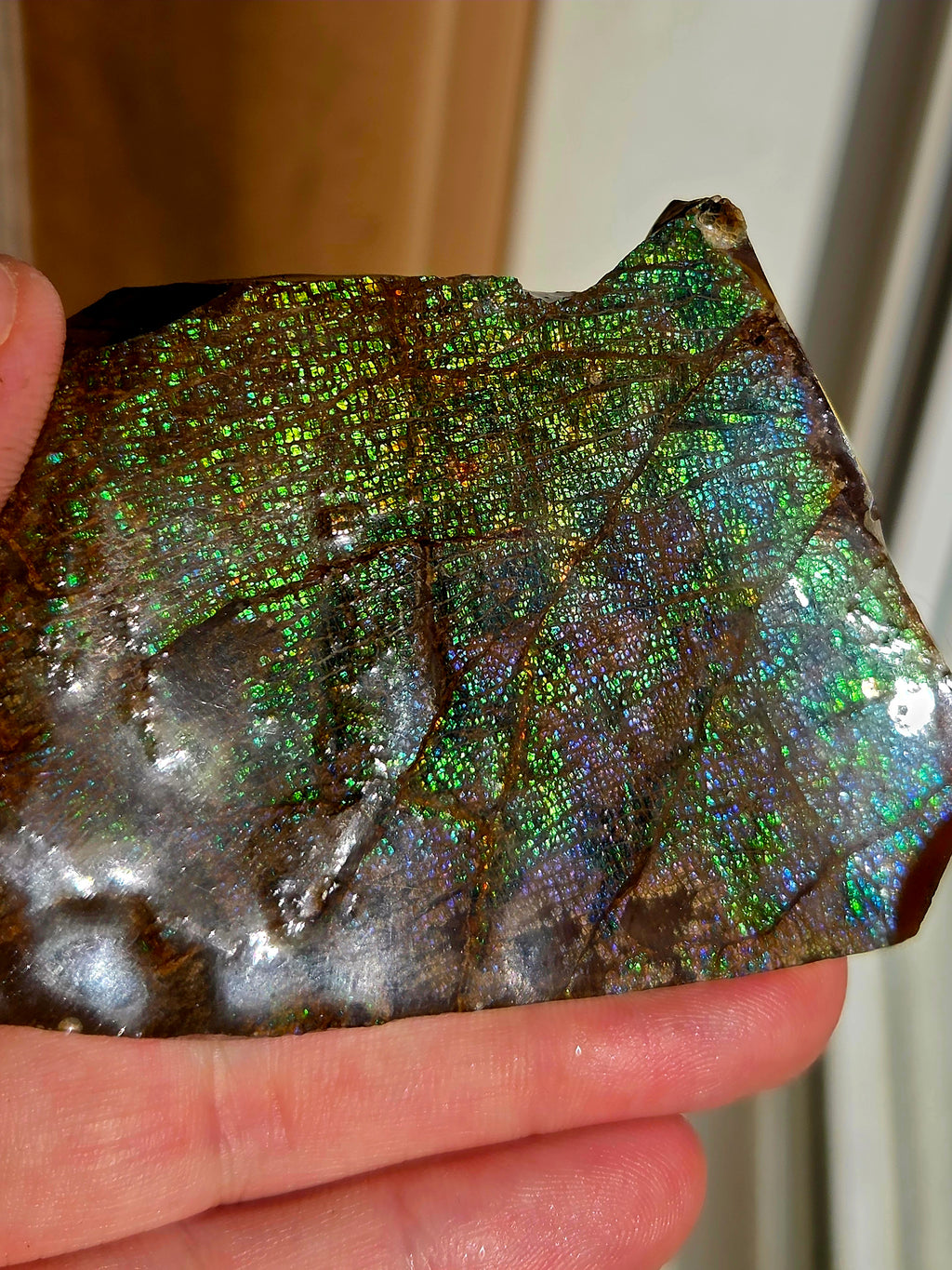 Fossile d'Ammolite de l'Alberta