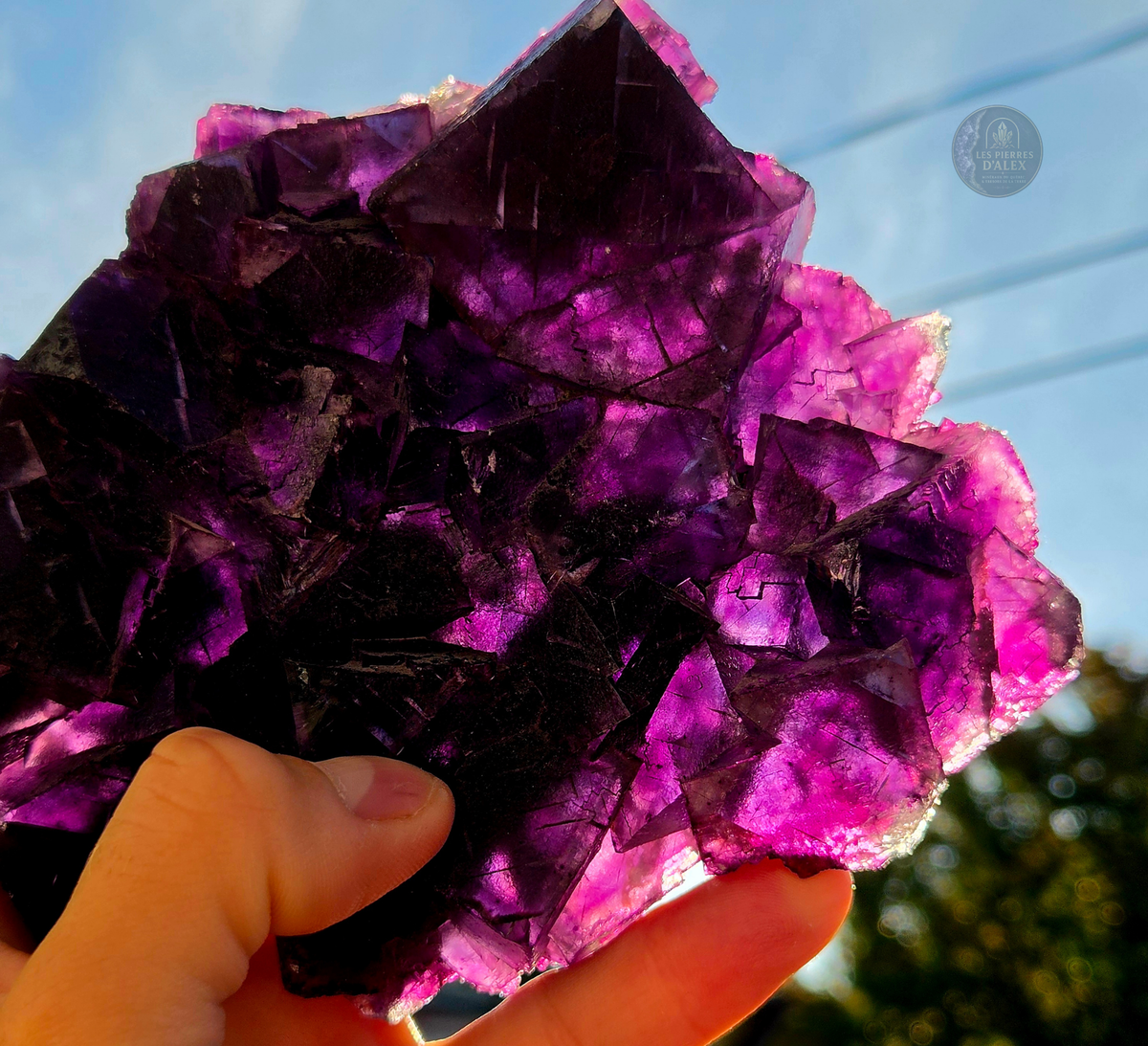 Fluorite violette ( Uv réaction )