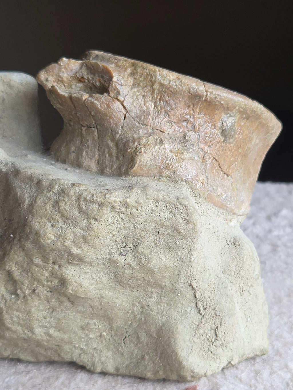 *Fossile de requin* – Vertèbre & dent