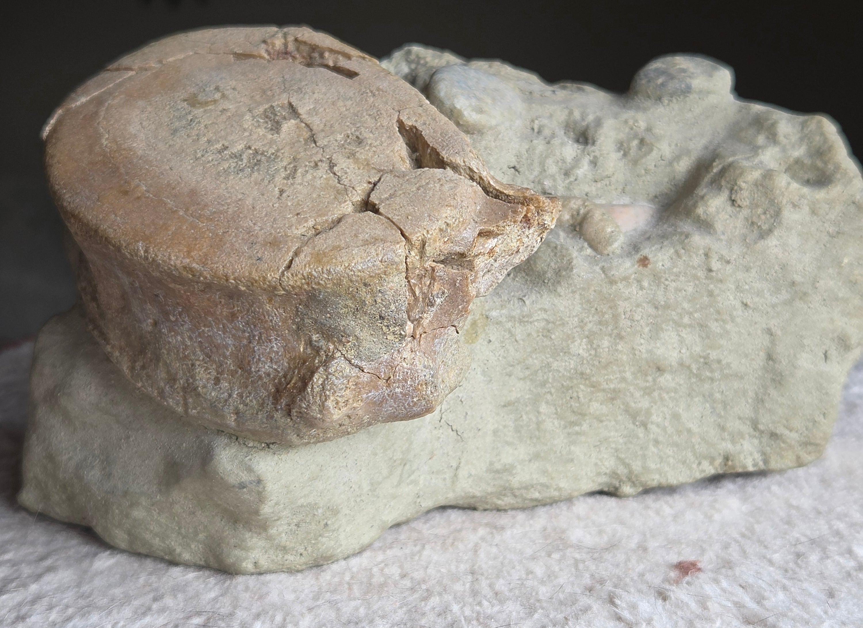 *Fossile de requin* – Vertèbre & dent