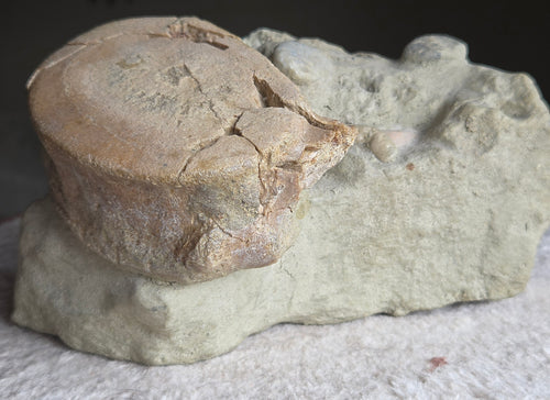 *Fossile de requin* – Vertèbre & dent